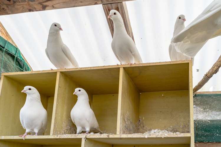 7 Byron Street Mornington_32