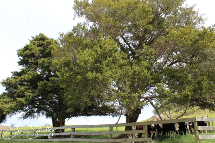 215c Heatley Road Whakapirau_0