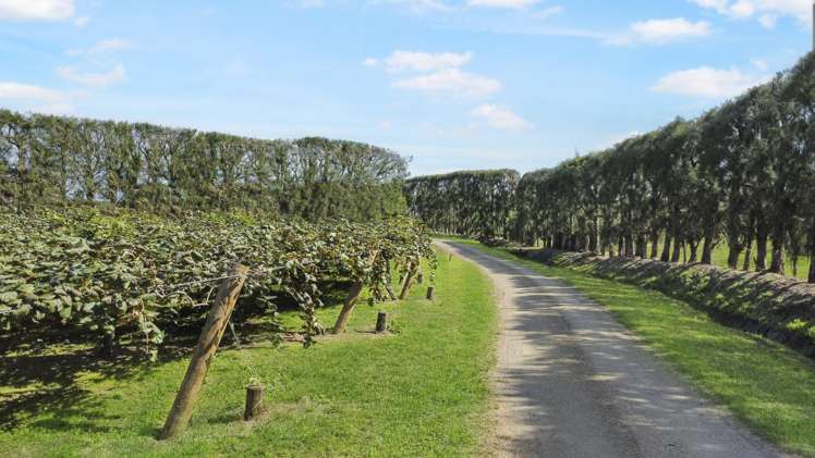 155a Gow Road Opotiki Coastal_7