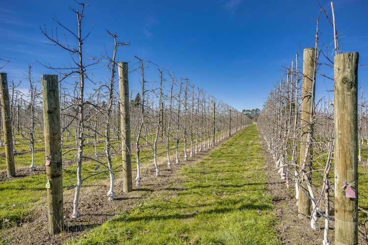 Kiwi Crunch Orchard Portfolio Twyford_25