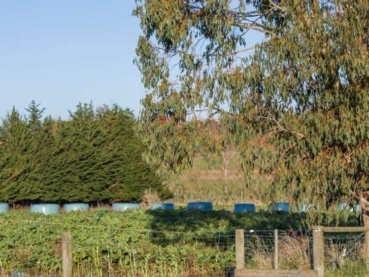 542 Flora East Makarewa_5