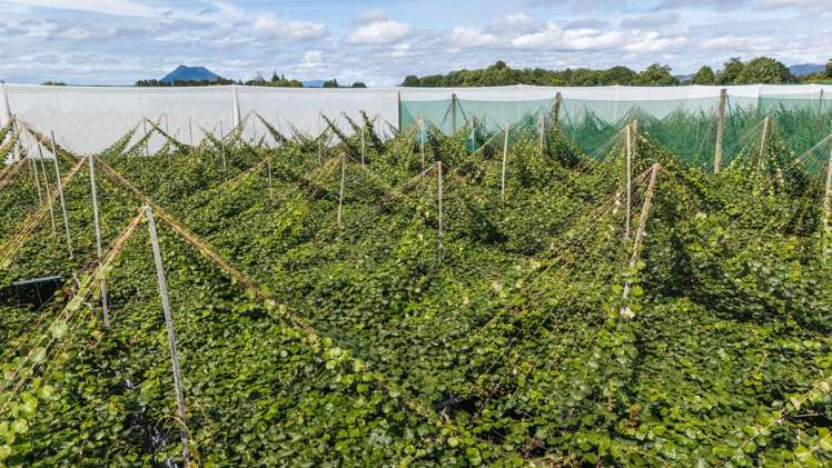 163C Western Drain Road Edgecumbe_6