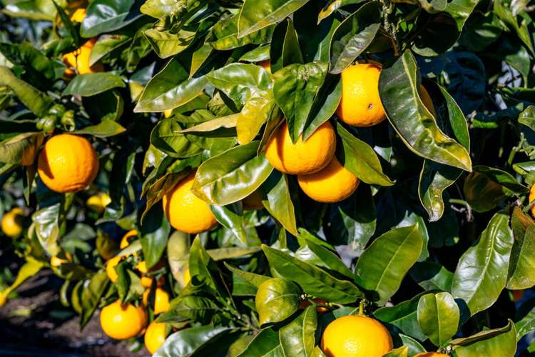 18 Hillwood Drive Wakapuaka_13