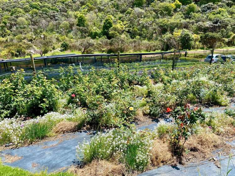 68 Korora Road Oneroa_19