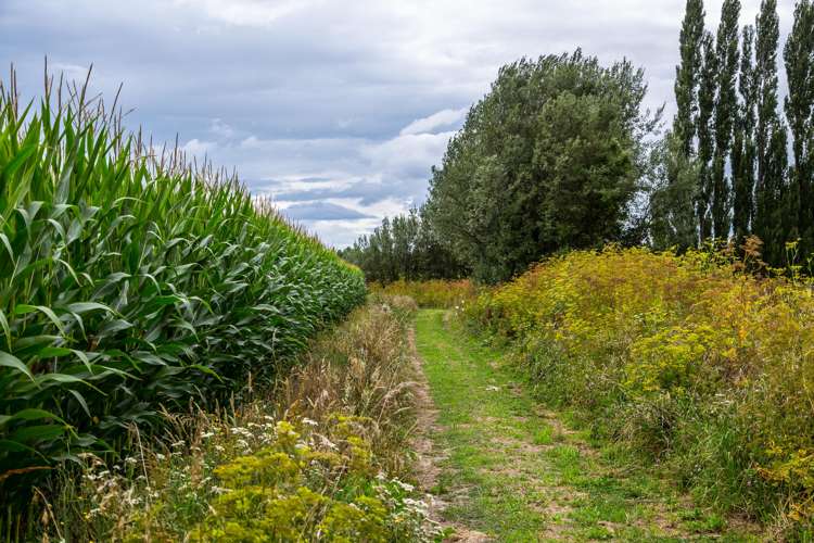 2520 State Highway 2 Greytown_9