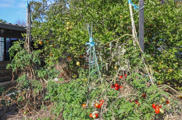 689 Glen Murray Road Rangiriri_37