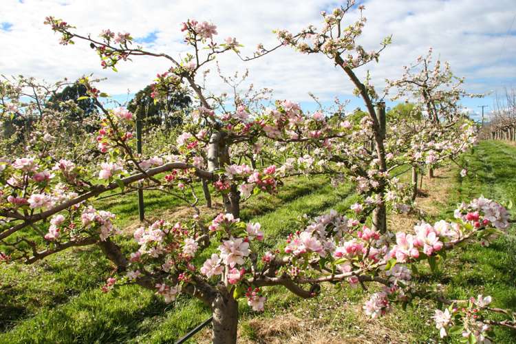 127 Neudorf Road Upper Moutere_16