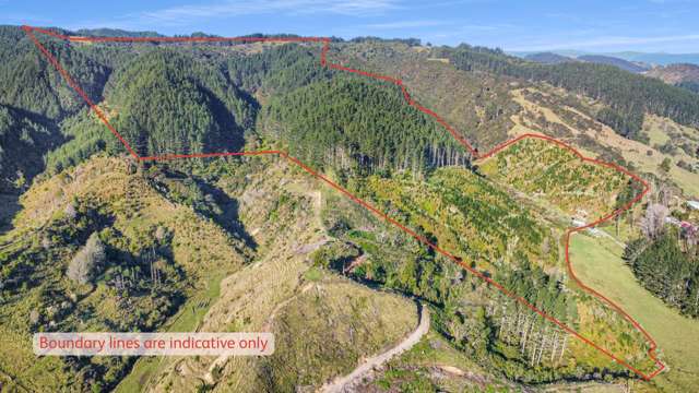 Mature pine crop on 42 ha land - 15km to Whakatane