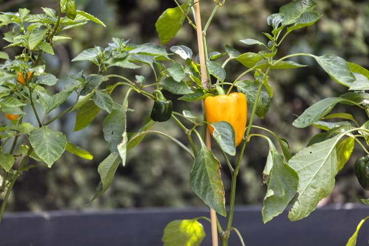 36 Kennedy Road Surfdale_28