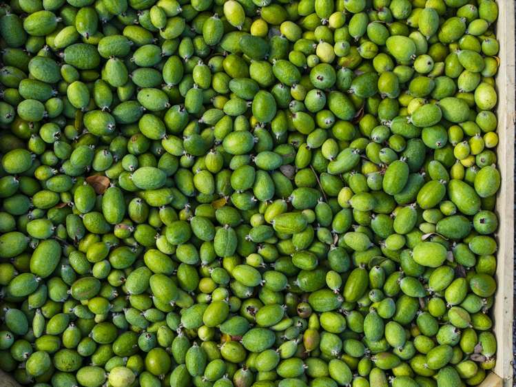 590 Matawai Road Waerengaahika_11