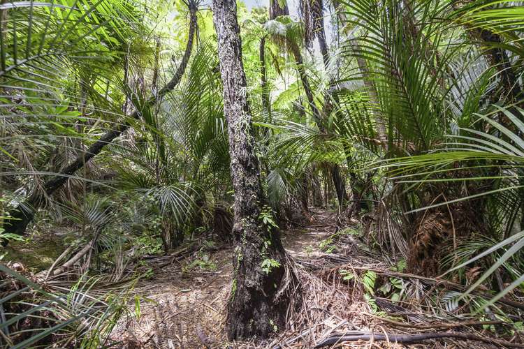 950 Matakana Valley Road Whangaripo_13