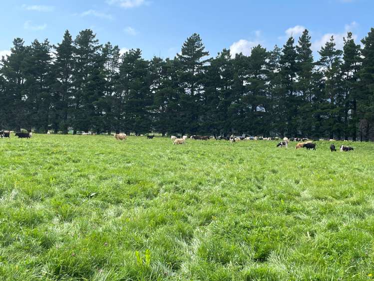 1405 Mangleton Road Central Hawkes Bay Country_12