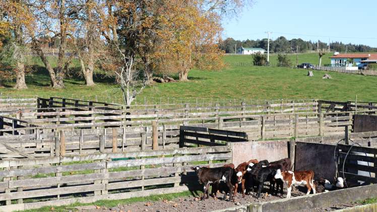 758 Mclaren Falls Road Kaimai_15