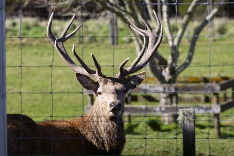 455 Tukairangi Road Nukuhau_23