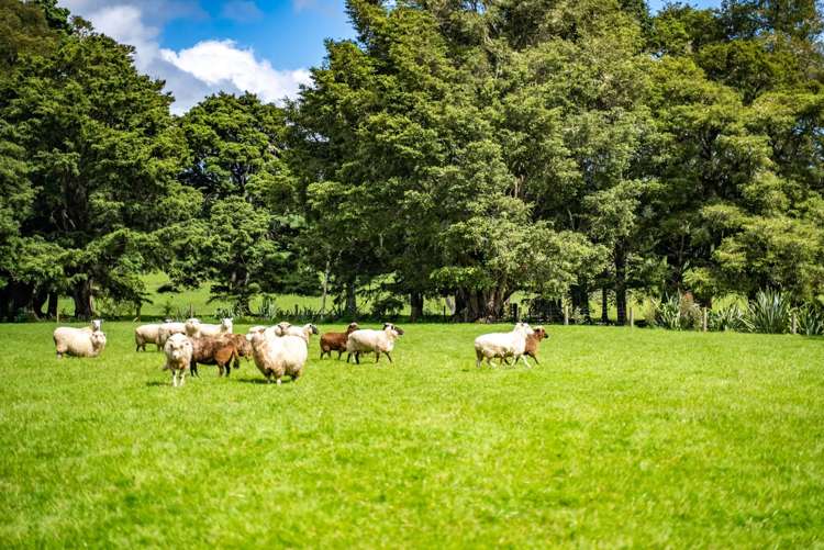 197 Totara Park Lane Glenbervie_36