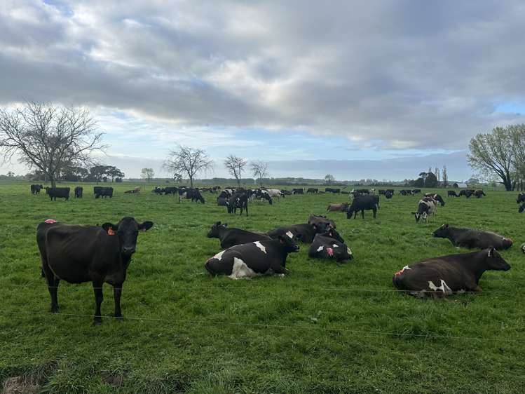 520 Lake Road Horsham Downs_7