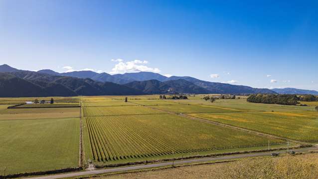 Premium blue-chip sauvignon blanc