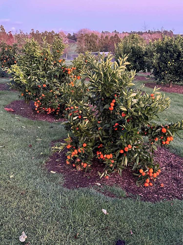 64 Hawthorne Lane Kingseat_34