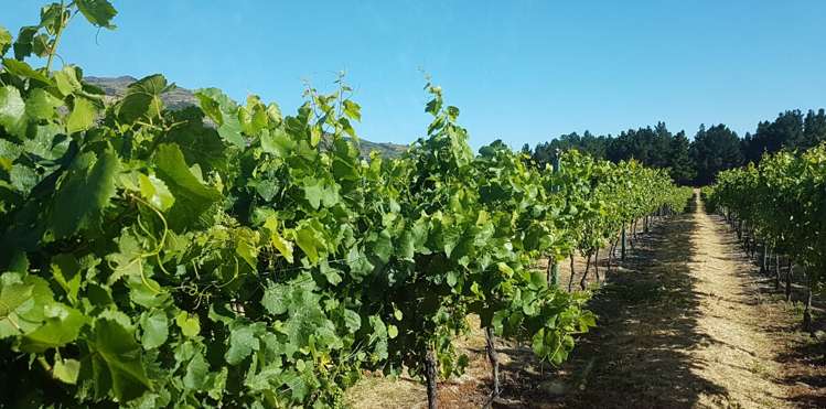 351 Maori Point Road Tarras_13