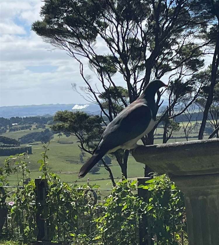 178 Bald Hill Road Waiuku_21