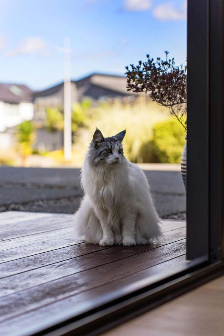 5 Headsail Drive Long Bay_5