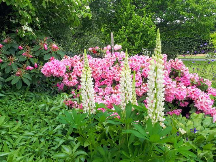 252 Trents Road Prebbleton_20