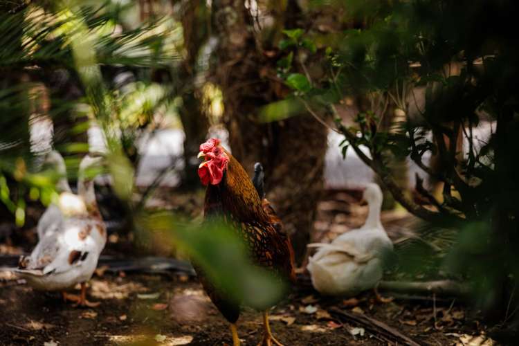 482 Puketotara Road Kerikeri Surrounds_38