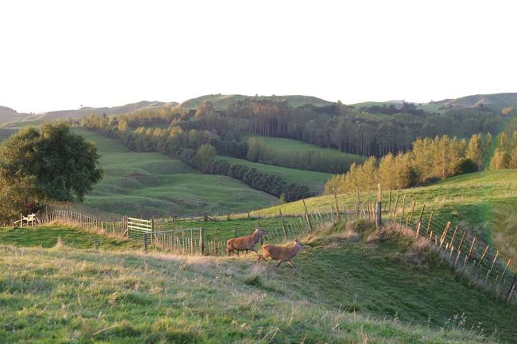 80a Mangaotaki Road Piopio_50