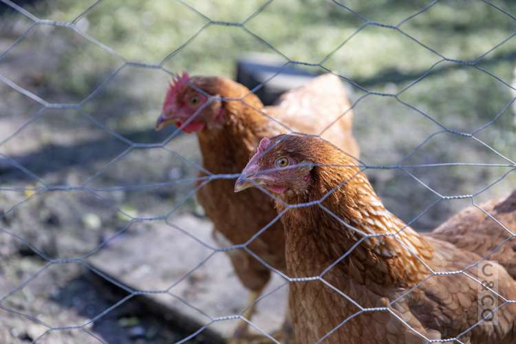 2 Applemoors Way Riverhead_35