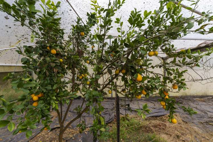 532 Leeston Road Springston_21