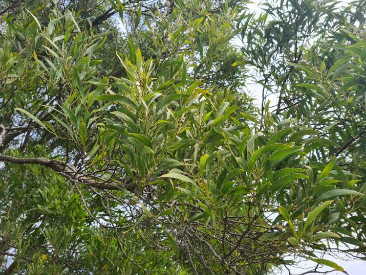 54 Hall Road Tinopai_11