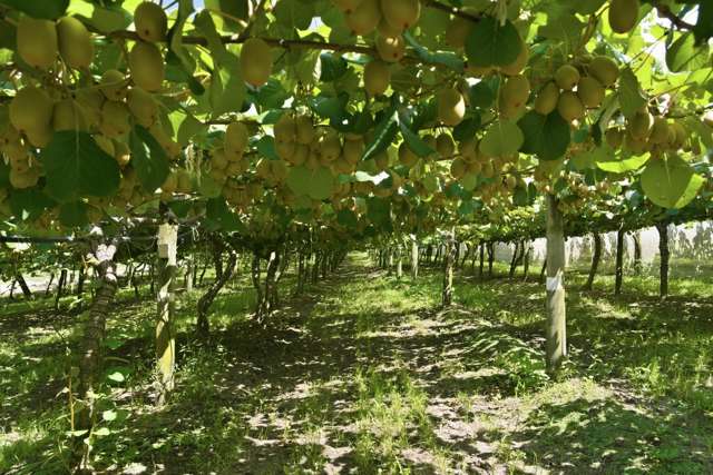 80 Roydon Downs Road Paengaroa_4