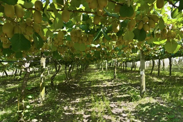 80 Roydon Downs Road Paengaroa_4