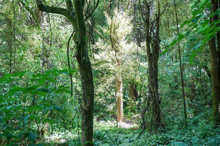 28 Grant Road Otatara_16