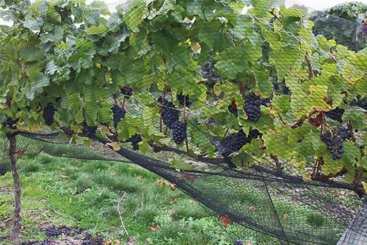 12 Macmillan Lane Cromwell_1