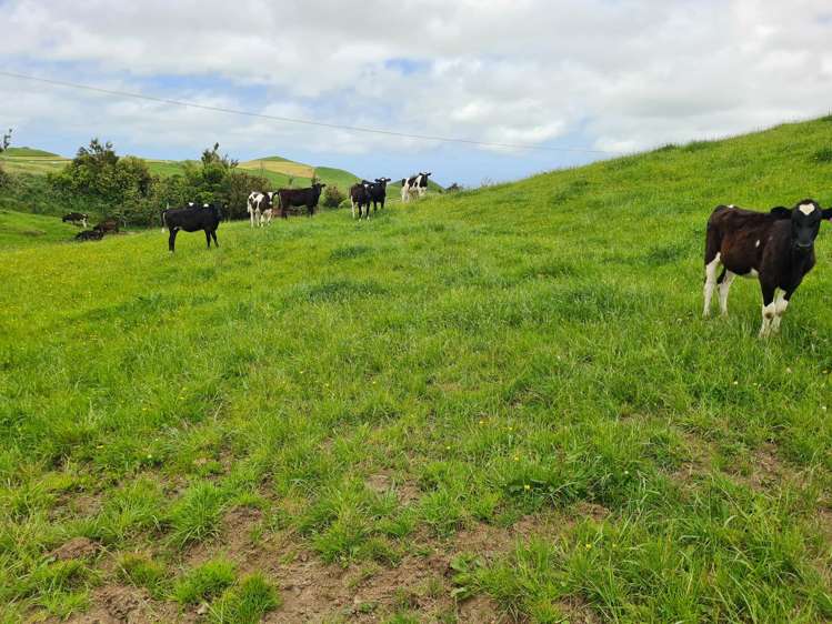 0n Parihaka Road Pungarehu_15