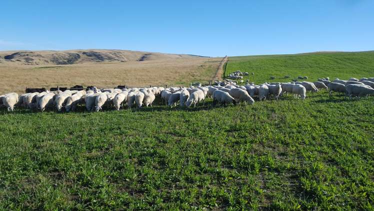 659 Ritchie Road Dunback_25