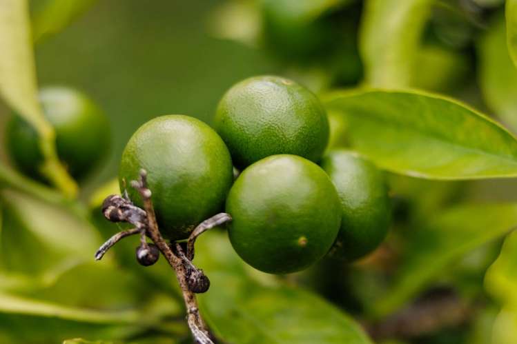 118 Wiroa Road Kerikeri_35