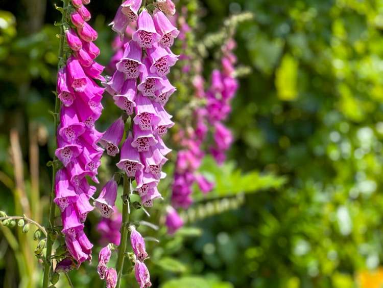 45 Wordsworth Street Leamington_25