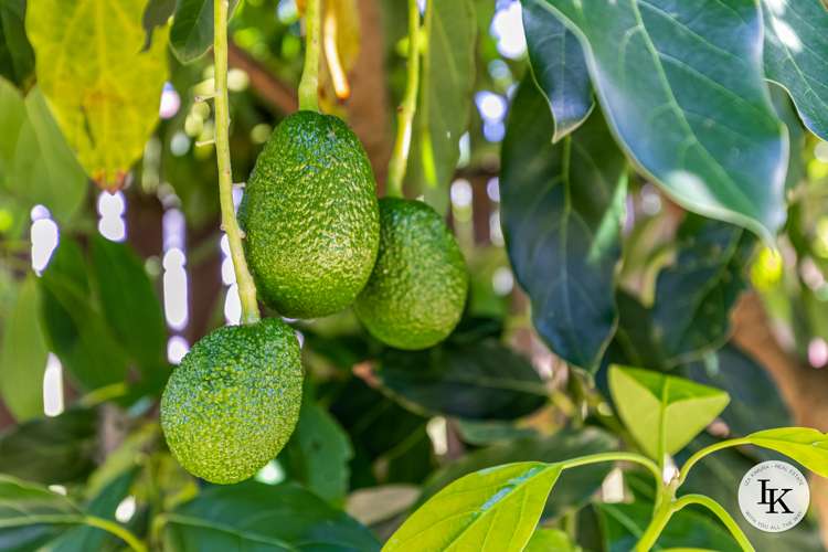 287 Great South Road Manurewa_39