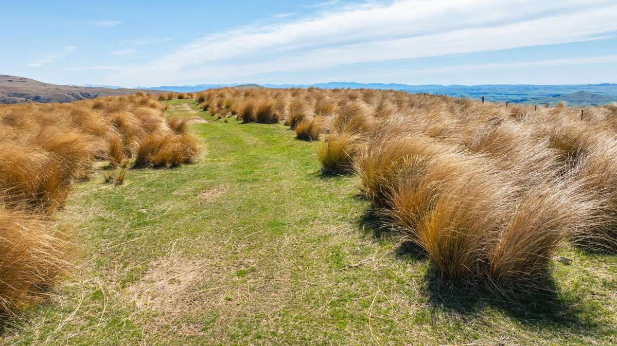 1121 The Dasher Road_5