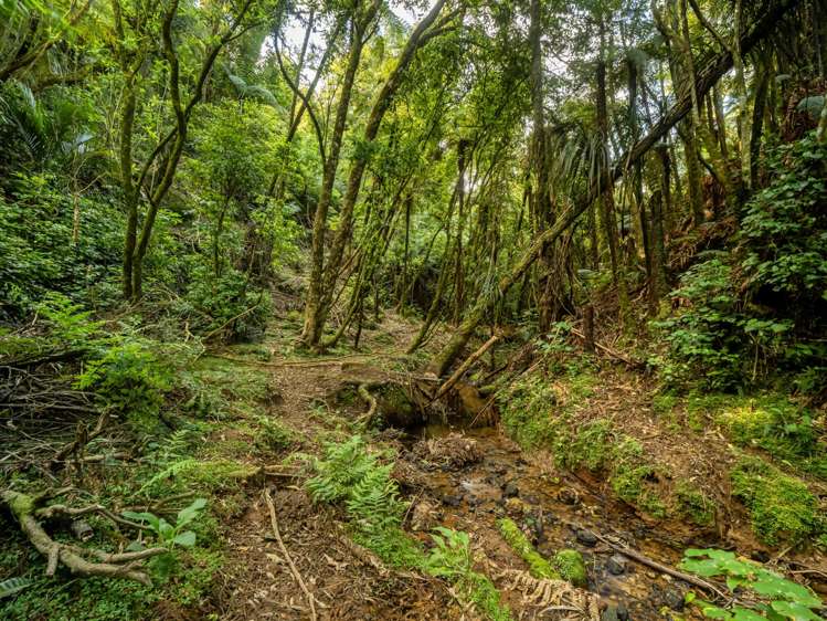 677 Work Road Whakamarama_38