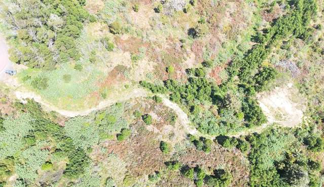 Live Amongst the Kiwi and Kereru!