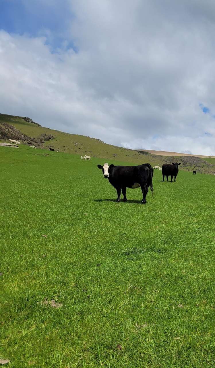 980 Moa Flat Road Moa Flat_9