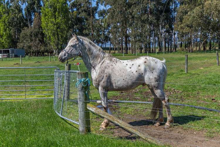 177 Selwyn Lake Road Leeston_15