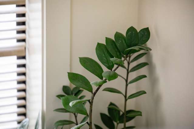 175a Killarney Road Frankton_4