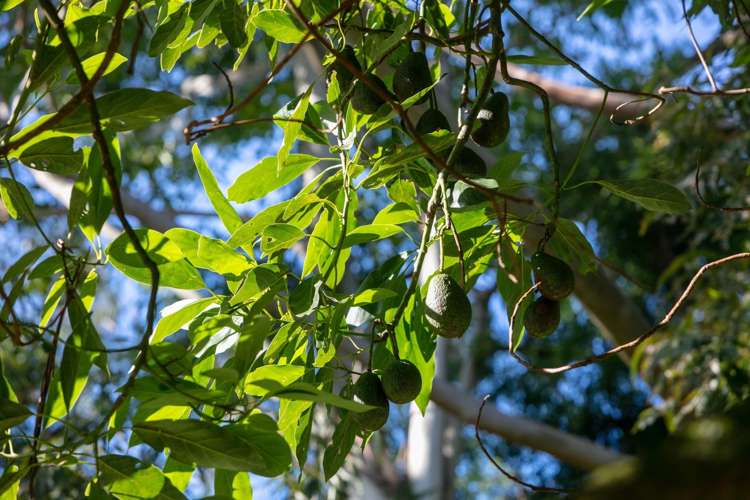 664 State Highway 2 Katikati_17