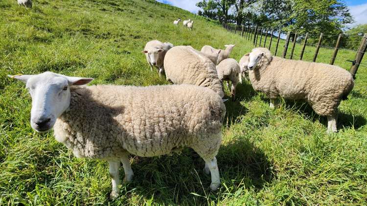 133 Kaimata Road Kaimata_19