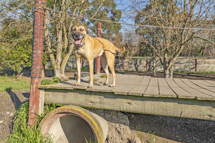 8A Manse Street Hampstead_36