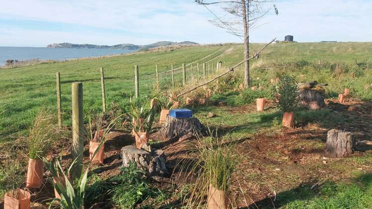 10 Stafford Street Hampden_11